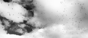 birds in black and white sky with clouds