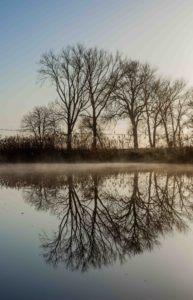 trees and mist, reflecting in water