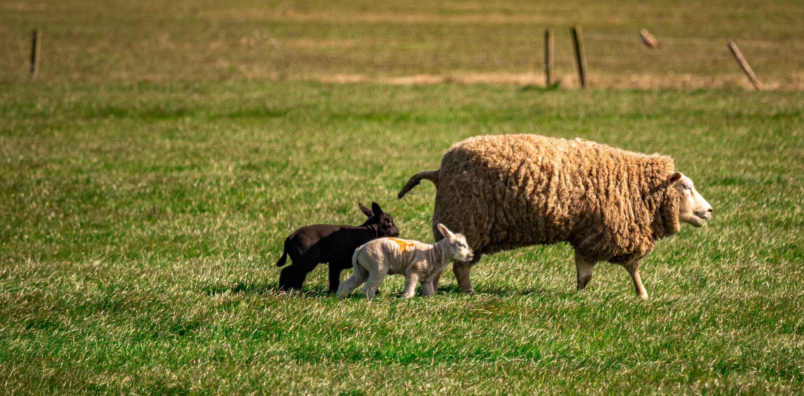 lambs - mother with two little ones