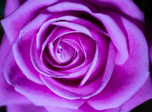 pink rose - close up